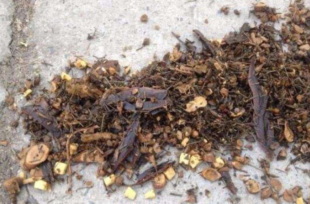 中藥渣、西藥渣、抗生素菌渣等糟渣